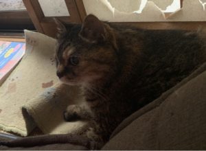 1d8c5042f8a07d49b63ba7325be6778690c79bc5_raw