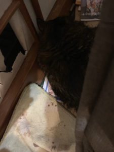 座椅子の影の猫